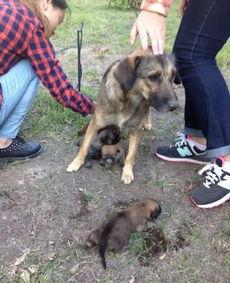 狗崽爆料视频大全下载最新,揭秘娱乐圈最新动态